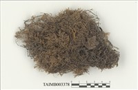 藏品(羽蘚科)的圖片